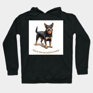 Lancashire heeler Hoodie